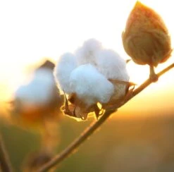 Air Wick Freshmatic Automatische Spray Luchtverfrisser - Pure Zachtheid Van Katoen Navulling - 3 Stuks - Voordeelverpakking 12 Air Wick Freshmatic Automatische Spray Luchtverfrisser - Pure Zachtheid Van Katoen Navulling - 3 Stuks - Voordeelverpakking -Sparkle home Winkel 1200x1183 9